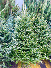 Sapins Fraser premium