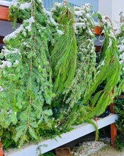 Branches de pin blanc