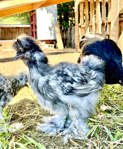 Coqs soyeux certifiés biologique