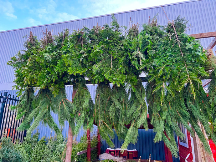 Branches de pin rouge