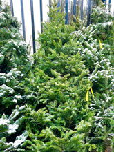 Sapins Beaumier semi-cultivés