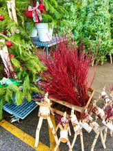 Branches de Cournoyer