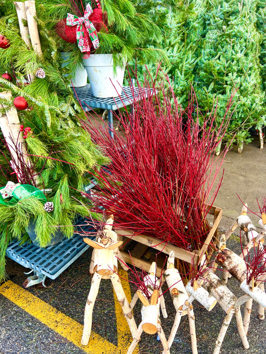 Branches de Cournoyer