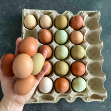 Œufs frais biologiques de couleurs